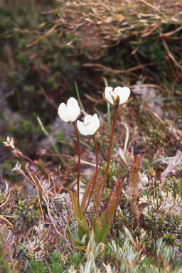 APII jpeg image of Drosera murfetii  © contact APII