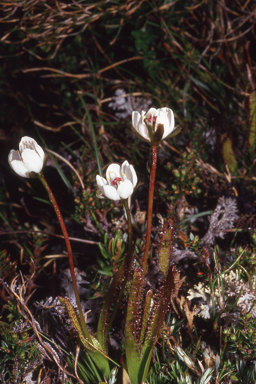 APII jpeg image of Drosera murfetii  © contact APII