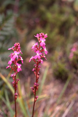 APII jpeg image of Stylidium graminifolium  © contact APII