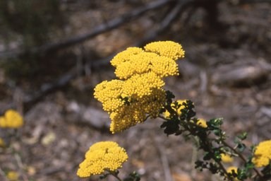 APII jpeg image of Ozothamnus obcordatus  © contact APII