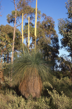 APII jpeg image of Xanthorrhoea australis  © contact APII