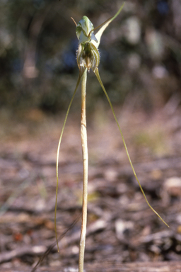 APII jpeg image of Pterostylis woollsii  © contact APII