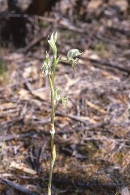 APII jpeg image of Pterostylis setifera  © contact APII