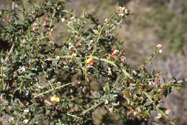 APII jpeg image of Daviesia ulicifolia  © contact APII