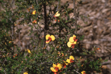 APII jpeg image of Dillwynia phylicoides  © contact APII