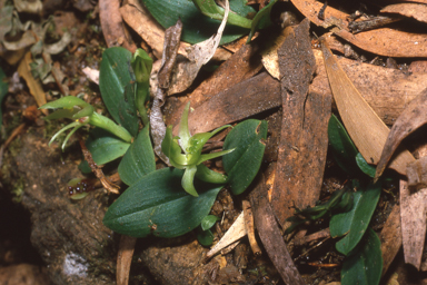 APII jpeg image of Chiloglottis cornuta  © contact APII