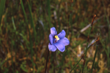 APII jpeg image of Thelymitra holmesii  © contact APII