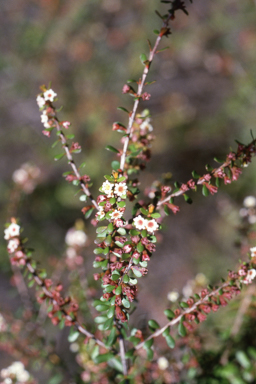 APII jpeg image of Thryptomene micrantha  © contact APII