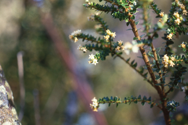 APII jpeg image of Acrothamnus maccraei  © contact APII