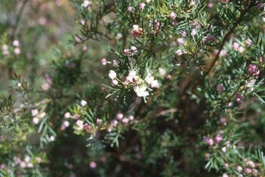 APII jpeg image of Boronia muelleri  © contact APII