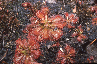 APII jpeg image of Drosera spatulata  © contact APII