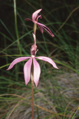 APII jpeg image of Caladenia congesta  © contact APII