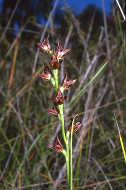 APII jpeg image of Prasophyllum parviflorum  © contact APII