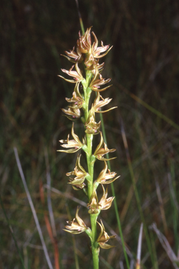 APII jpeg image of Prasophyllum appendiculatum  © contact APII