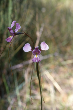 APII jpeg image of Diuris punctata  © contact APII