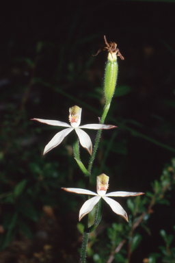 APII jpeg image of Caladenia clarkiae  © contact APII