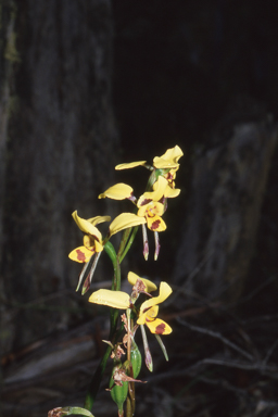 APII jpeg image of Diuris sulphurea  © contact APII