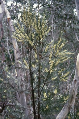 APII jpeg image of Hakea lissosperma  © contact APII