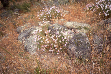 APII jpeg image of Isotoma axillaris  © contact APII