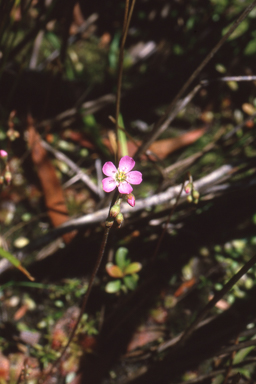 APII jpeg image of Drosera spatulata  © contact APII