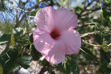 APII jpeg image of Hibiscus menzeliae  © contact APII