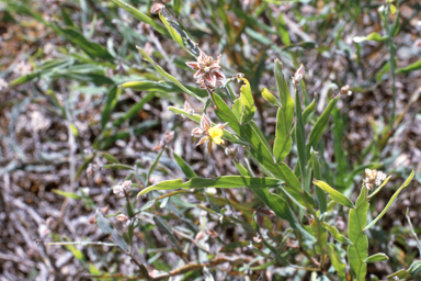 APII jpeg image of Jacksonia spicata  © contact APII