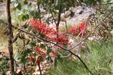 APII jpeg image of Grevillea dryandri subsp. dasycarpa  © contact APII