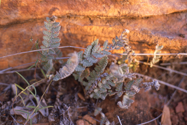 APII jpeg image of Cheilanthes brownii  © contact APII