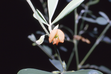 APII jpeg image of Tephrosia coriacea  © contact APII