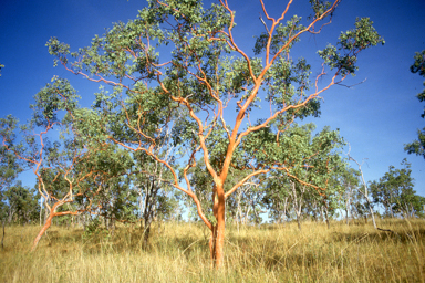 APII jpeg image of Eucalyptus tintinnans  © contact APII