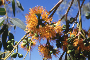 APII jpeg image of Eucalyptus miniata  © contact APII