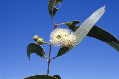 APII jpeg image of Eucalyptus tetrodonta  © contact APII