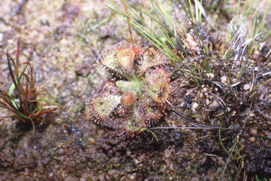 APII jpeg image of Drosera burmanni  © contact APII