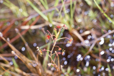 APII jpeg image of Drosera banksii  © contact APII