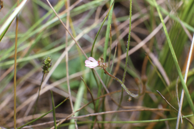 APII jpeg image of Stylidium schizanthum  © contact APII