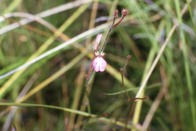 APII jpeg image of Stylidium schizanthum  © contact APII