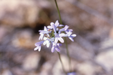 APII jpeg image of Lindernia plantaginea  © contact APII