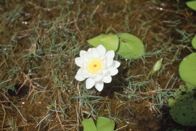 APII jpeg image of Nymphaea macrosperma  © contact APII