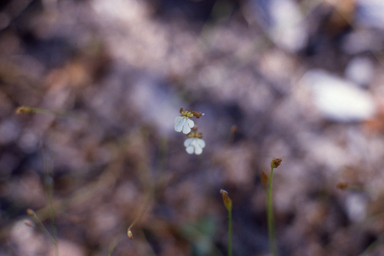 APII jpeg image of Stylidium schizanthum  © contact APII