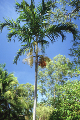 APII jpeg image of Carpentaria acuminata,<br/>Banksia pallida  © contact APII