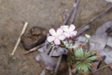 APII jpeg image of Drosera dilatatopetiolaris  © contact APII