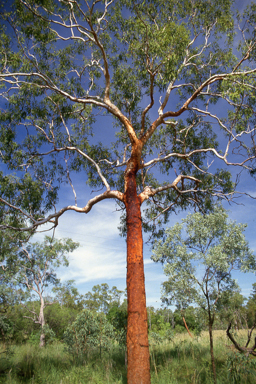 APII jpeg image of Corymbia bleeseri,<br/>Stylidium elongatum  © contact APII