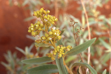 APII jpeg image of Dicrastylis exsuccosa,<br/>Ptilotus grandiflorus var. grandiflorus  © contact APII