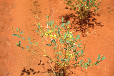 APII jpeg image of Crotalaria eremaea,<br/>Lachnostachys eriobotrya  © contact APII