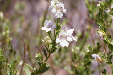 APII jpeg image of Prostanthera striatiflora,<br/>Grevillea trachytheca  © contact APII