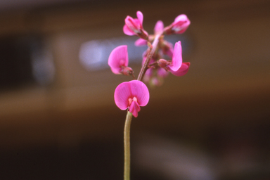 APII jpeg image of Lobelia heterophylla,<br/>Swainsona microphylla  © contact APII