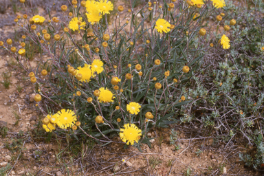 APII jpeg image of Podolepis rugata var. rugata,<br/>Verticordia ovalifolia  © contact APII