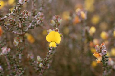 APII jpeg image of Pultenaea elachista,<br/>Stylidium crossocephalum  © contact APII