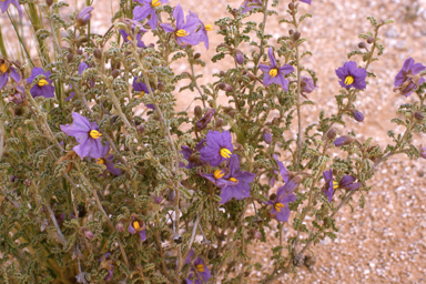 APII jpeg image of Solanum plicatile,<br/>Hakea auriculata  © contact APII