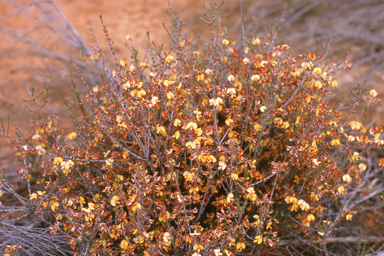 APII jpeg image of Eutaxia microphylla,<br/>Thysanotus multiflorus  © contact APII